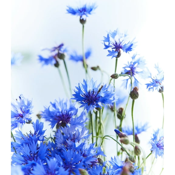 Earthcare Seeds - Cornflower Tall Blue 1000 Seeds (Centaurea Cyanus) Heirloom - Open Pollinated