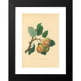 thumbnail image 2 of Thomas Andrew Knight 17x24 Black Modern Framed Museum Art Print Titled - Teinton Squash Pear (1811), 2 of 5