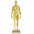 thumbnail image 2 of de Anatomía Masculina Pulgadas - Músculo Y Modelo Escultura de Pintura, Referencia Anatómica para Artistas - M Hugo Figura de anatomía humana, 2 of 9
