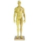 thumbnail image 2 of de Anatomía Masculina de 11 Pulgadas - Músculo Y Modelo Anatómico Escultura de Pintura, Referencia Anatómica para Artistas - M, 2 of 8