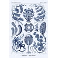 thumbnail image 2 of Haeckel, Ernst 11x14 Black Ornate Wood Framed with Double Matting Museum Art Print Titled - Haeckel Nature Illustrations: Siphoneae Hydrozoa - Dark Blue Tint, 2 of 4