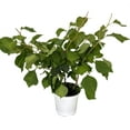 thumbnail image 4 of Vera Purple Bougainvillea Plant - 5" Pot with Trellis - Indoors or Out, 4 of 4
