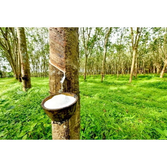 25pcs Eucommia ulmoides seeds Gutta Percha tree Rare and unique tree species Hardy Rubber Tree Seeds