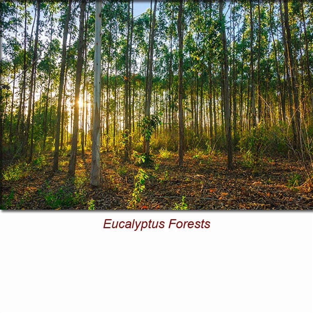 Eucalyptus Radiata Essential Oil 1 fl oz (30 ml) - 100% Pure and Natural by Silky Scents