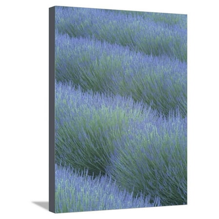 Pattern in Rows of Lavender, Avignon De Provence, France, Europe Stretched Canvas Print Wall Art By Adam