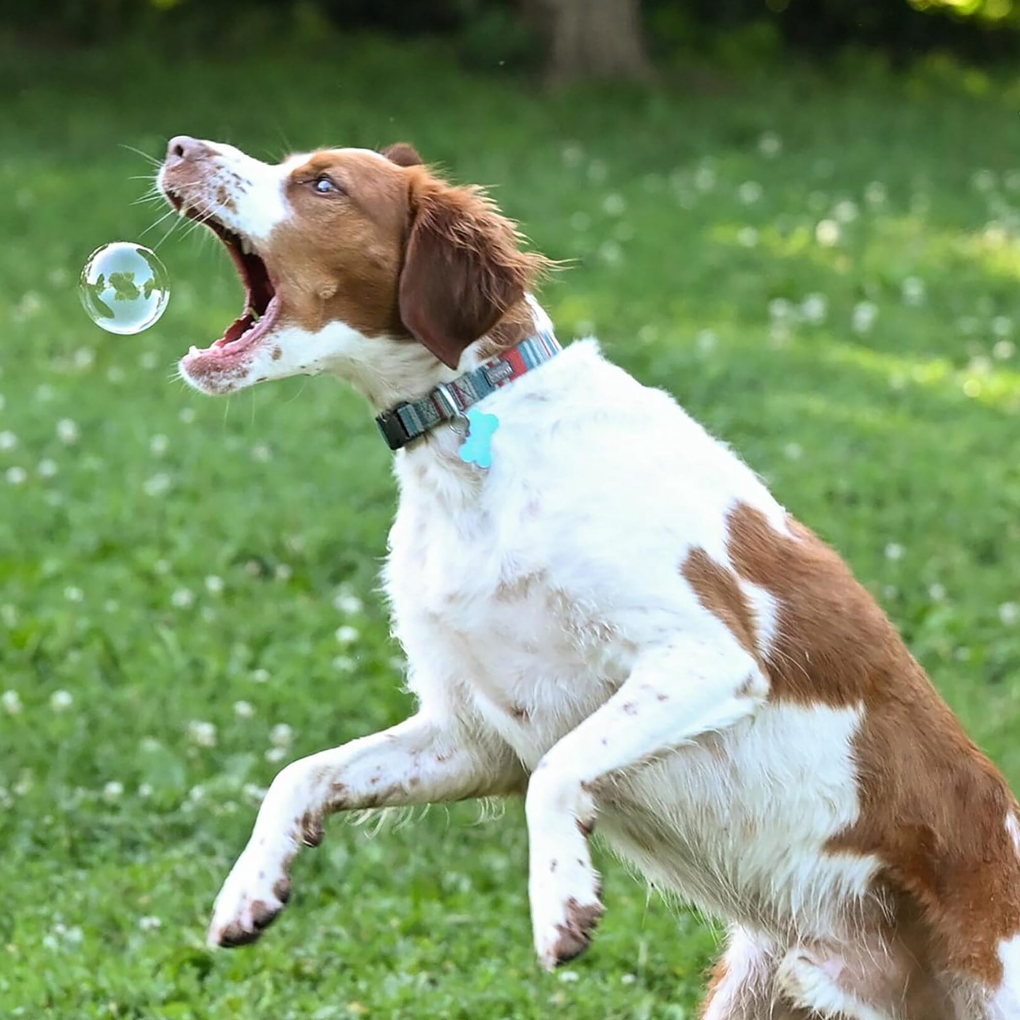 Atomic Bubbles: Back Yard Bubbles - 2 Pack, 4oz Bottles - Botanical Oils Blend, Dog Toy, Pet Safe Formula, Interactive Outdoor Pop & Chase Play