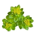 thumbnail image 4 of Rhodiola Rosea Adaptógeno 50g Commons Polvo 100% Orgánico Commons Original, 4 of 8