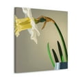 thumbnail image 2 of Daffodils in Bloom - Canvas, 2 of 10