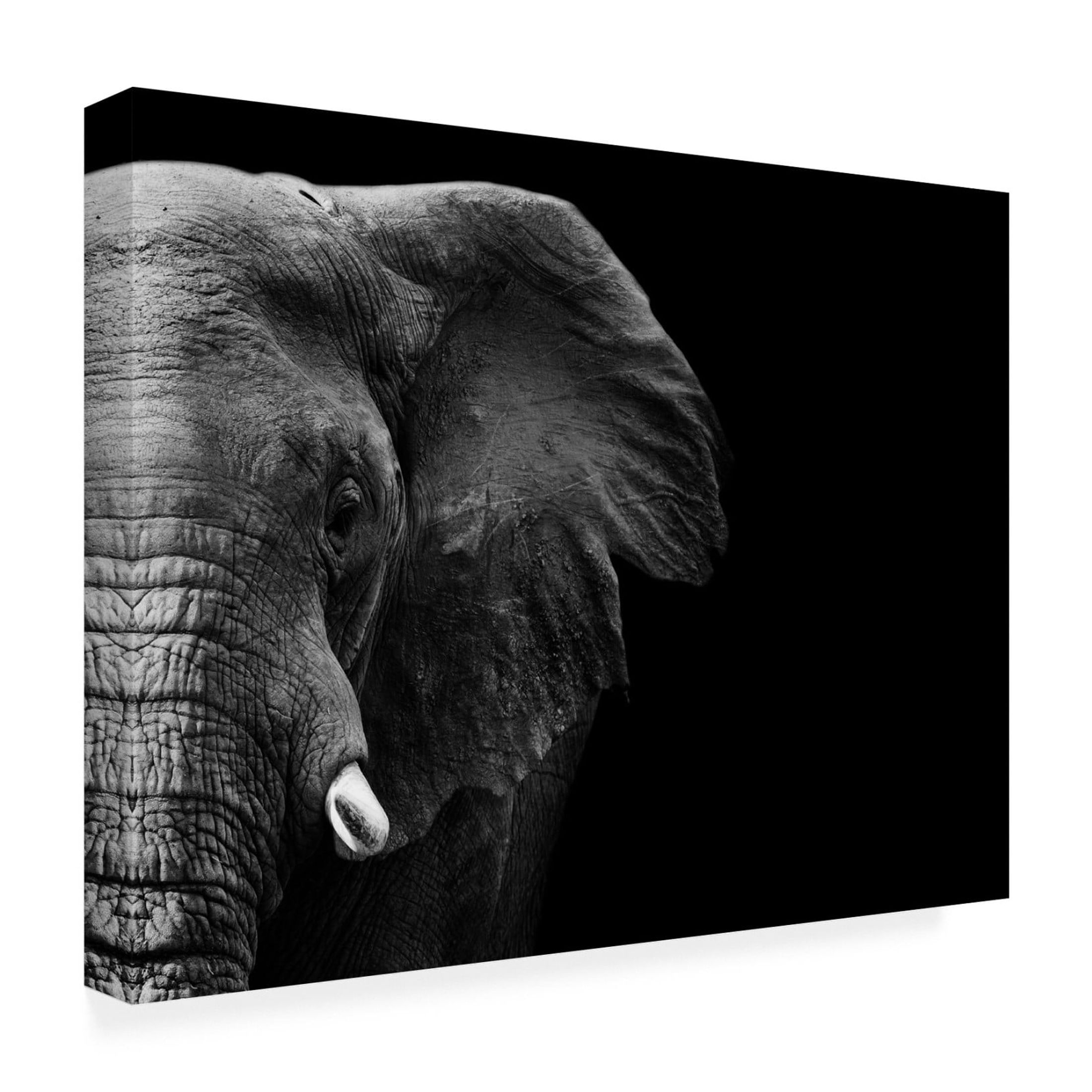 Canvas Wall Art - WildPhotoArt  'Elephant' Wall Art for Living Room, Bedroom, or Office Décor by Trademark Fine Art - 19 x 14 Inches