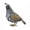 Up, variant on Regal Art & Gift Quail Male Decor Metal 7.75" Bird Statue