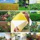thumbnail image 5 of Limited time offer!20Pcs Strong Traps Sticky Board Catching Aphid Pest, 5 of 8