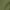 Military Green, variant on Viking Warrior T-Shirt There Is Viking Steel In My Blood Shirt Celtic Iron In My Bones Shirt