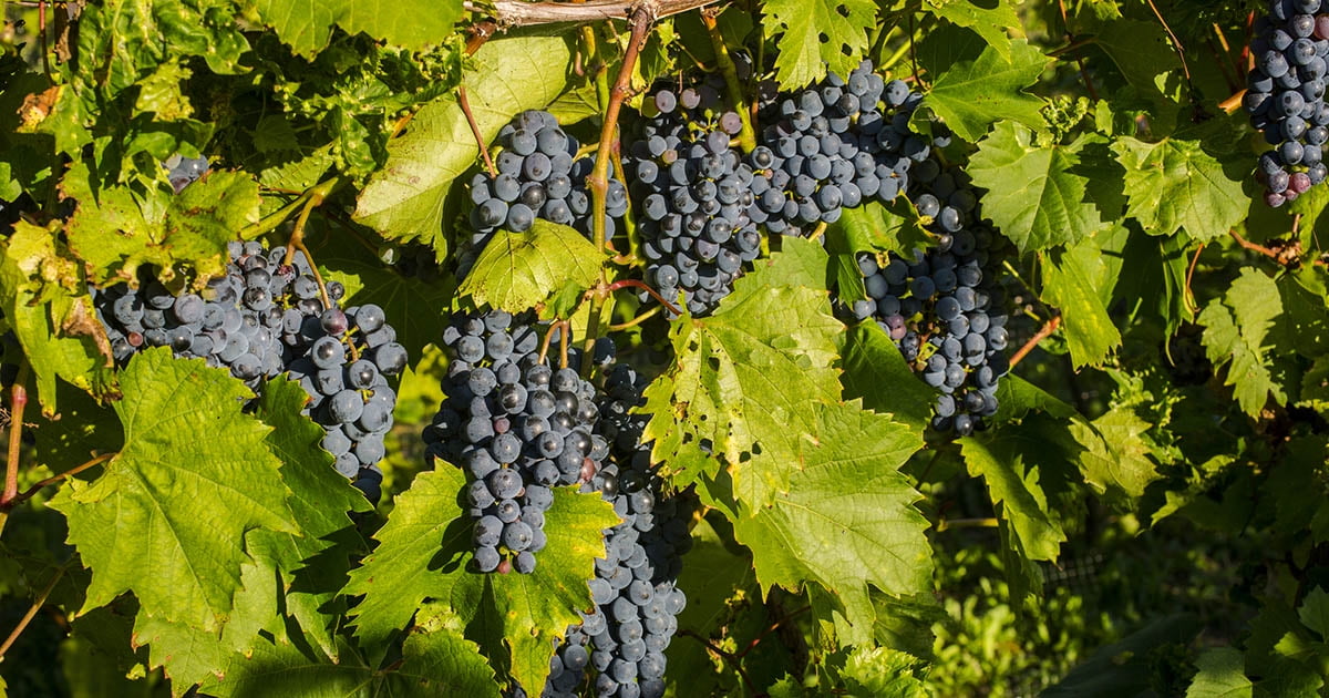 Marquette Grape Vine 1 Bare Root Live Plant Preorder Ships in March