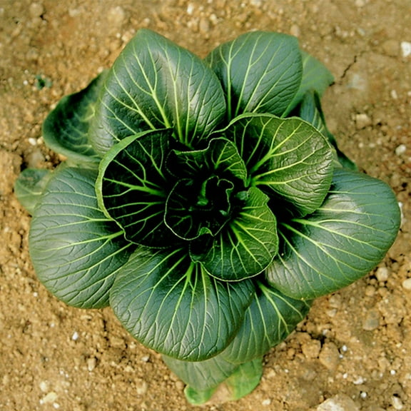 Cabbage Seeds - Pak Choi - Da Cheong Chae - Hybrid - 2 g Packet ~432 Seeds - Non-GMO, F1 Hybrid - Asian Garden Vegetable