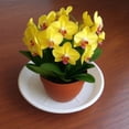 thumbnail image 6 of Round Plant Saucer, Heavy Duty Plant Tray for Pots, Plastic Flower Planter Saucers and Drip Tray, Flower Water Trays for Indoors, Bird Bath Bowls, Plant Drip Saucers for Planter, 11.02 Inches, 6 of 6