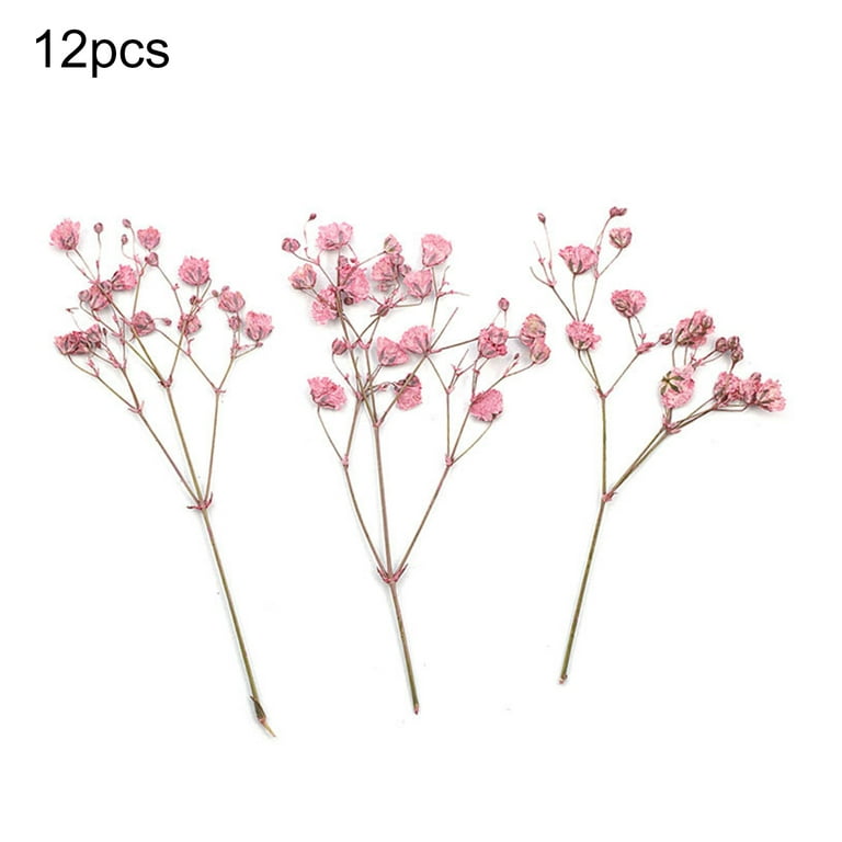 Spray Roses, Dried, Natural Light Pink, x 10 Stems - Atlas Flowers
