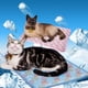 thumbnail image 3 of Estera para mascotas, antideslizante, absorbente de agua, estera fresca para gatos y perros, 3 of 5