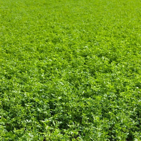 Non-GMO Alfalfa Seeds - 4 Oz - High Germination, Conventional Seed - Gardening, Cover Crop, Field Growing, Food Storage &
