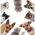 thumbnail image 1 of Animaux Selfie - Peinture Diamant DIY, 1 of 6