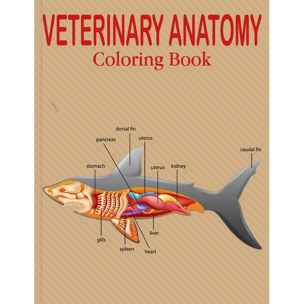 Veterinary Anatomy Coloring Book Animal Anatomy and Veterinary Coloring Book Best gift for