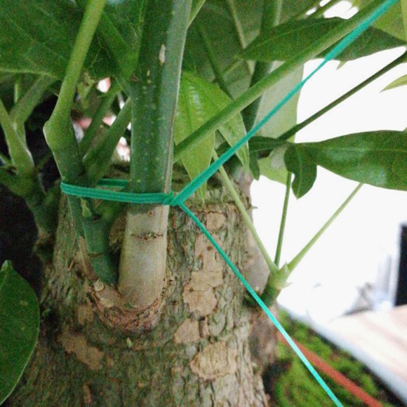 CRILSTYLEO Ataduras Reutilizables Para Plantas Con Resistente Ideal Para Jardinería Y Trepadoras