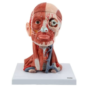 Axis Scientific Head and Neck Muscle Model Anatomy with Visible Arteries, Veins, Removable Eye, Calvarium, anatomy model life size, Brain for Education Science & Study Manual,