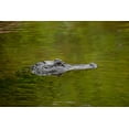 thumbnail image 2 of Jones, Adam 14x11 Gold Ornate Wood Framed with Double Matting Museum Art Print Titled - American alligator-Merritt Island National Wildlife Refuge-Florida, 2 of 4