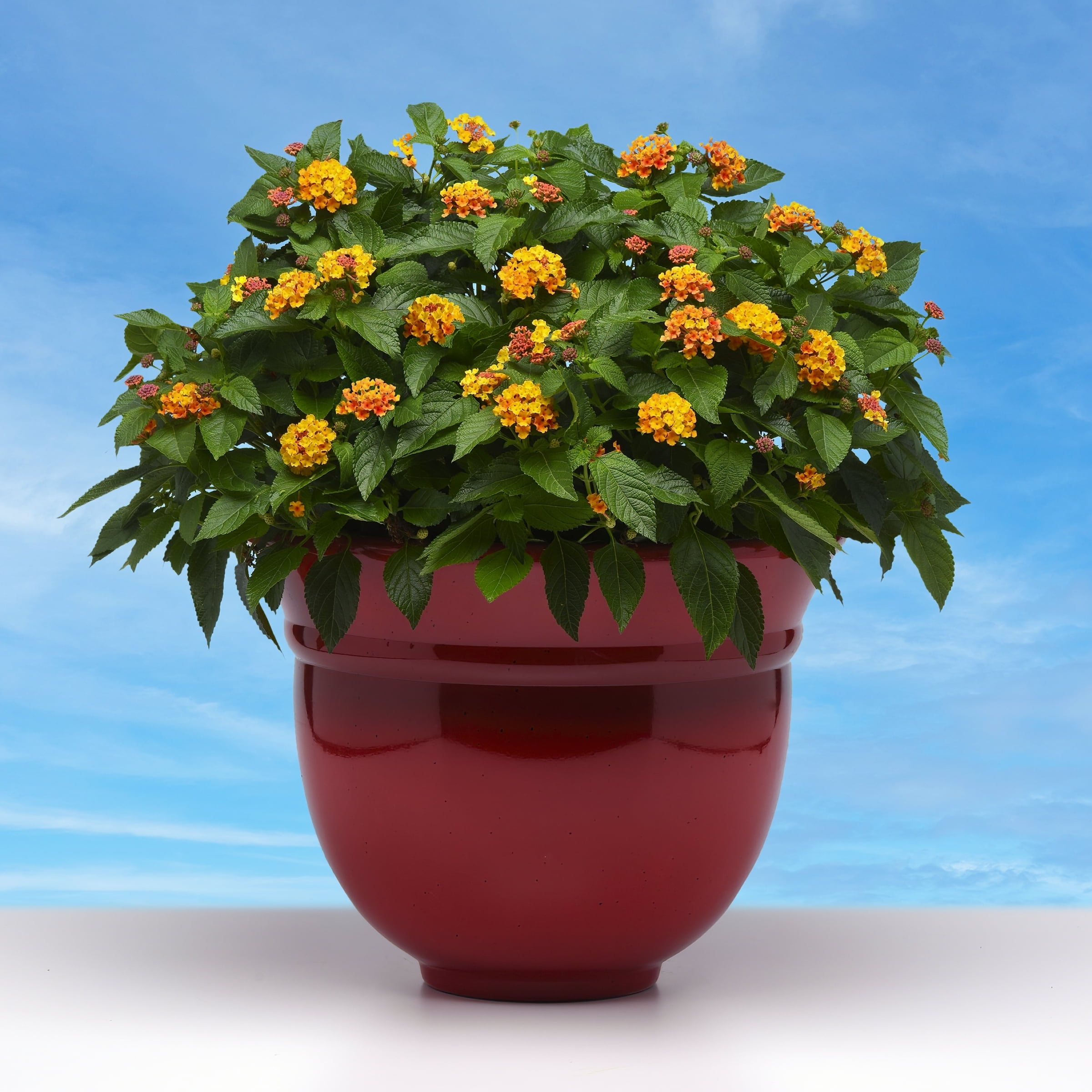 2.5 in. Lantana Bloomify Orange Plant (3-Pack)