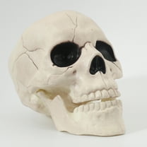Seasons 6" Skull Skeleton Medium Skull Halloween Decoration Crazy Bonez Skeleton Line