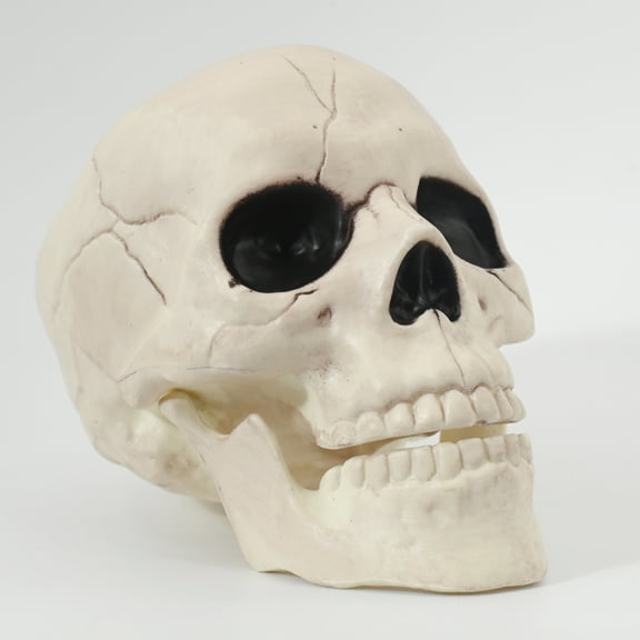 Seasons 6" Skull Skeleton Medium Skull Halloween Decoration Crazy Bonez Skeleton Line