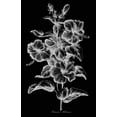 thumbnail image 2 of Hill, John 10x14 Gold Ornate Wood Framed with Double Matting Museum Art Print Titled - Crimson Hibiscus, 2 of 4