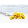 thumbnail image 5 of Craspedia, 5 of 9