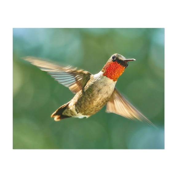 Ruby-Throated Hummingbird - Photography Bird Wildlife Nature Animal Scenic Insect Woodland Unframed Wall Art Print 6 x 8 inches
