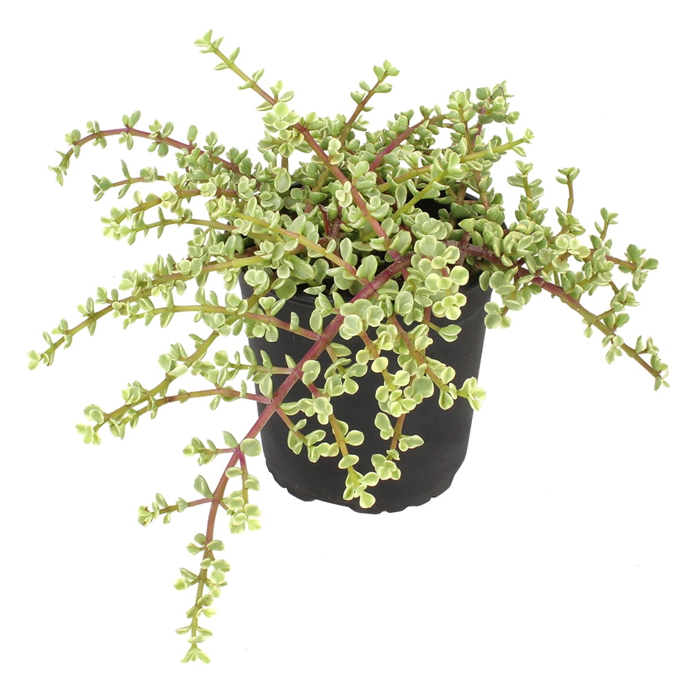 Element by Altman Plants Variegated Portulacaria Easy Succulent; 1 gal Grower; Full Sun