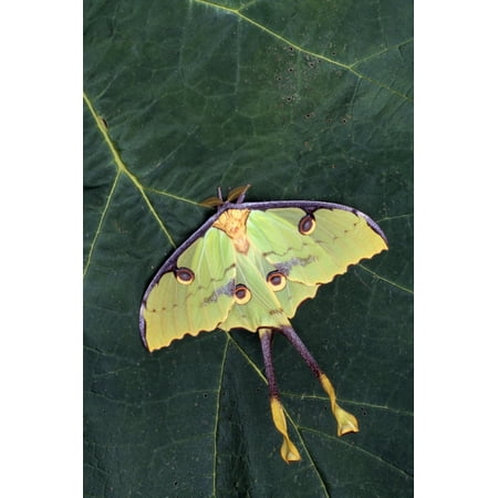 Closeup Of Unique Butterfly Canvas Art - Natural Selection Jeff Lepore  Design Pics (12 x