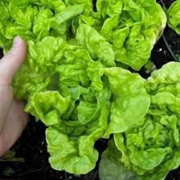 GSDWIUEW Buttercrunch Lettuce, 2000+ All Heirloom Seeds. from Our 2024 Growing Season. This Variety Produces Tender, Crisp Heads with a Delightfully Sweet Flavour and Velvety Texture.