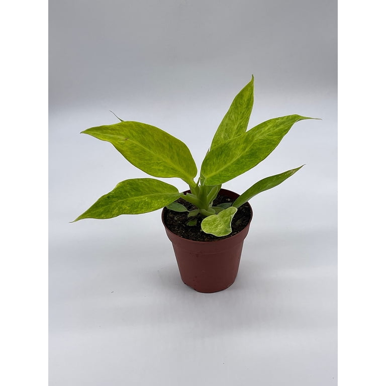 Philodendron Calkins Gold, 4 inch, Rare Philo - Walmart.com