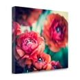 thumbnail image 2 of Tangletown Fine Art Ranunculi by Sonja Quintero Poster Frame - 18 x 23 x 1.5 in., 2 of 3
