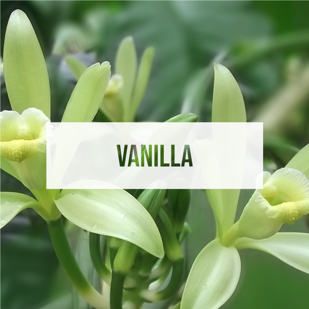 Exotica Car Air Freshener | Spill-proof Can | Organic | For Home & Auto | Long Lasting Freshness | (Pack of 12) (Vanilla)