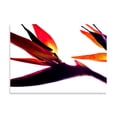 thumbnail image 2 of Gango Home Decor Bird of Paradise I by Monika Burkhart (Printed on Paper); One 24x18in Fine Art Paper Giclee Print, 2 of 4