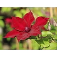 thumbnail image 2 of Expert Gardener 2.25G Clematis Nubia Live Plants Full Sun Red, 2 of 6