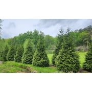 Thuja Green Giant Arborvitae Tree, Lot of 12, Quart Pot