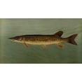 thumbnail image 2 of John L. Petrie 18x12 Black Ornate Wood Framed Double Matted Museum Art Print Titled - The Eastern or Banded Pickerel, Lucius Reticulatus. (1898), 2 of 5