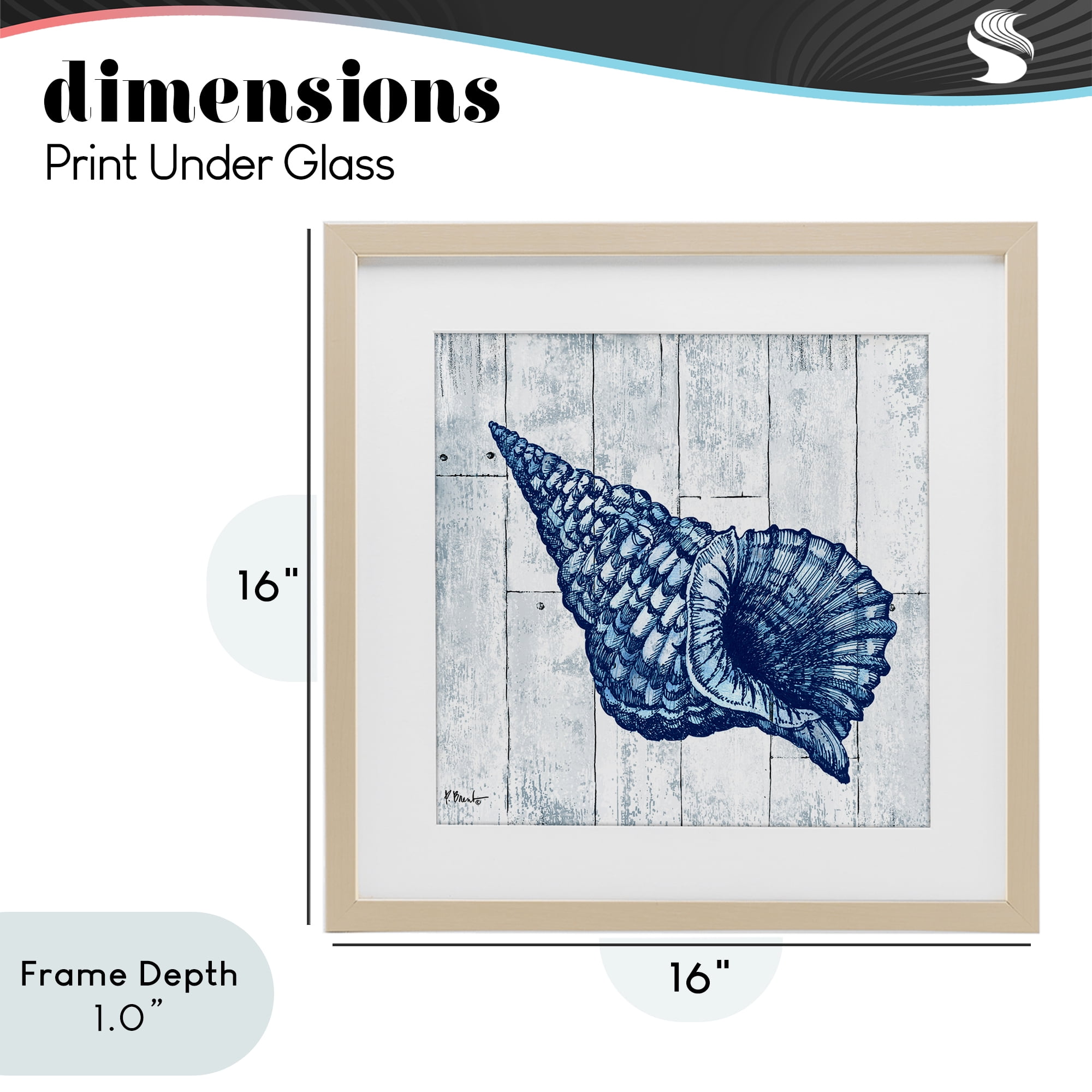 Stupell Industries Coastal Timberland Conch Birch Framed Print Under Glass, design by Paul Brent