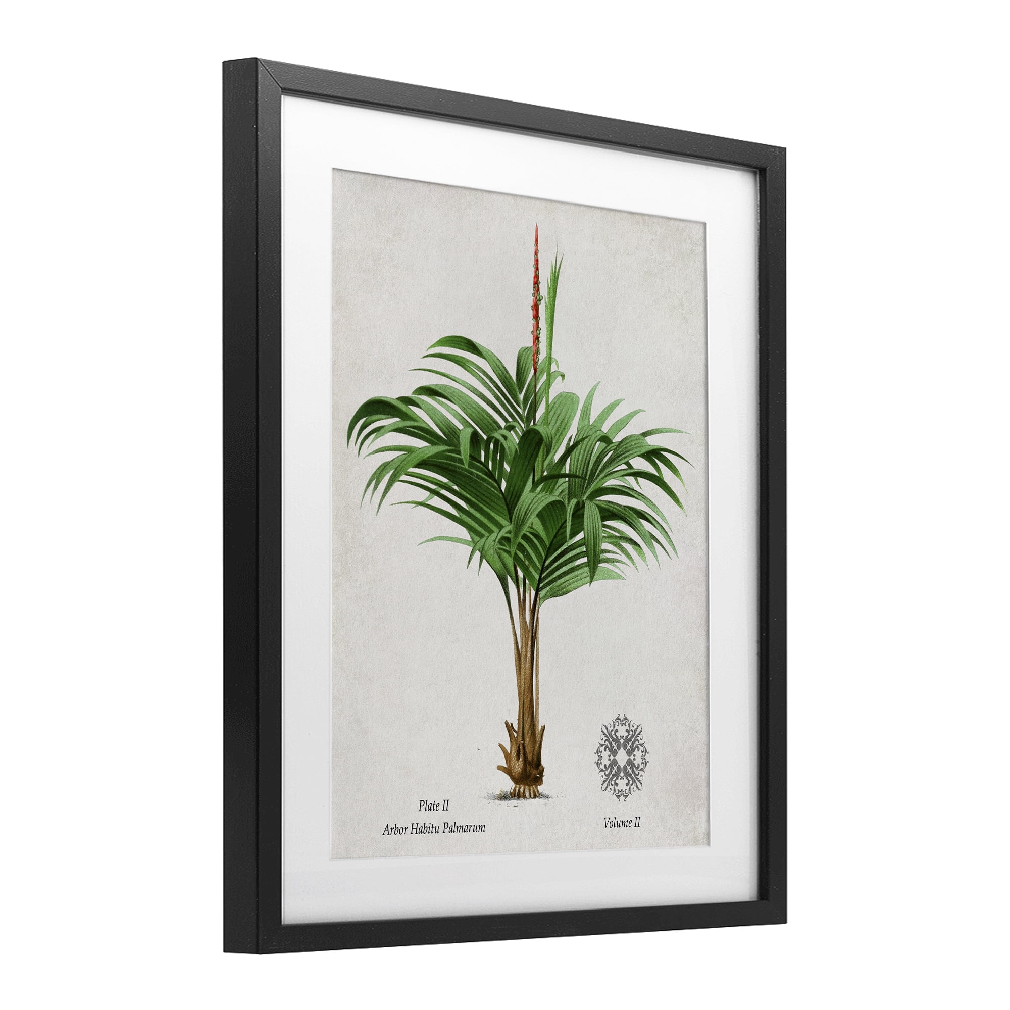 Stupell Industries Natural Palm Variety Study Black Framed Print Under Glass, design by Val Rhodes