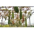 thumbnail image 4 of TomorrowSeeds - Sponge Luffa Gourd Seeds - 20+ Count - For 2025 Planting Smooth Dishcloth Dish Rag, 4 of 9
