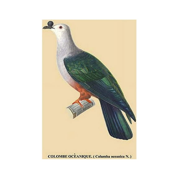 Colombe Oceanique Fine art canvas print (20" x 30")