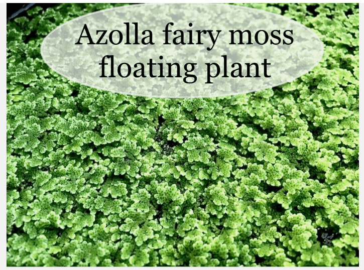 Azolla Filiculoides Fairy Moss Live Aquarium Floating Plant – Natural Oxygenating Aquatic Plant