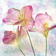 thumbnail image 2 of Malek, Honey 15x15 White Modern Wood Framed Museum Art Print Titled - Pink Hyacinth III, 2 of 4