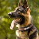 thumbnail image 5 of Large Dog Collar Genuine Leather Dog Collar Personalized Pet Name ID Collar Padded Customized For Medium Large Dogs ShopWise Round, 5 of 14
